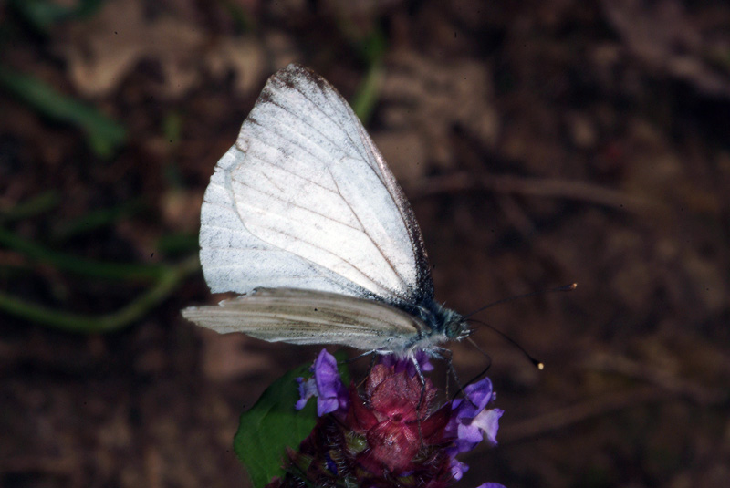 Da determinare 12 - Pieris napi